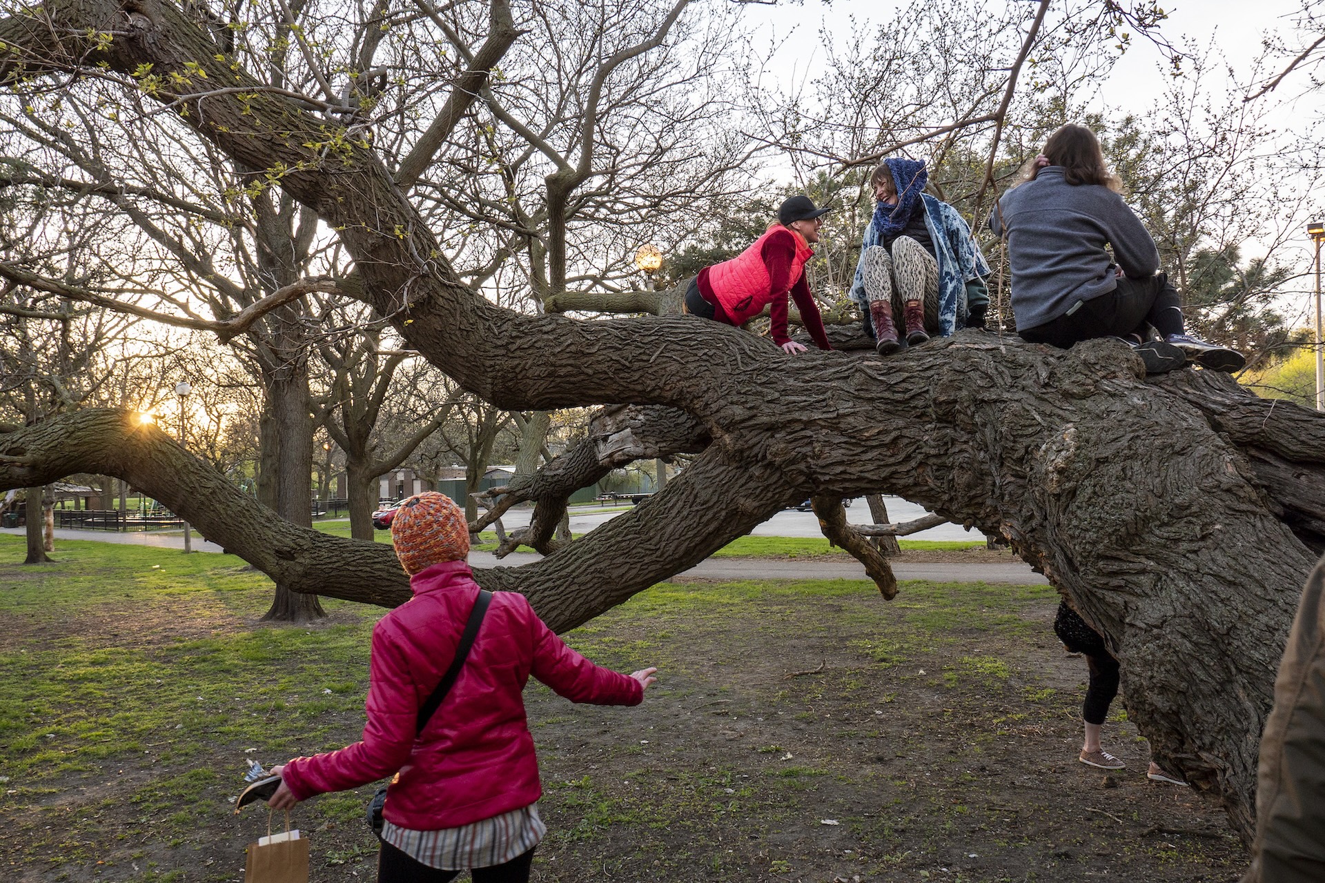 Four adults in winter clothing climb on horizonal tree branch with the sunset behind them.